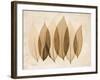 Coculus Leaf Moments-Albert Koetsier-Framed Art Print