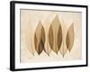 Coculus Leaf Moments-Albert Koetsier-Framed Art Print