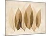 Coculus Leaf Moments-Albert Koetsier-Mounted Art Print