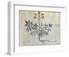 Cod. CCXXXVII Artemisia, Medicinal Plant from a 'Herbarium Apuleii Platonicii'-Italian-Framed Giclee Print