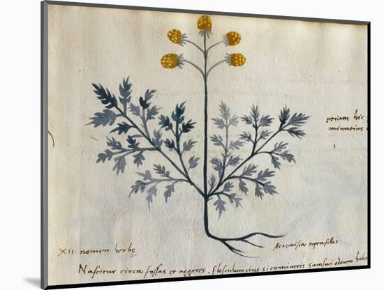 Cod. CCXXXVII Artemisia, Medicinal Plant from a 'Herbarium Apuleii Platonicii'-Italian-Mounted Giclee Print