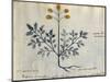 Cod. CCXXXVII Artemisia, Medicinal Plant from a 'Herbarium Apuleii Platonicii'-Italian-Mounted Giclee Print
