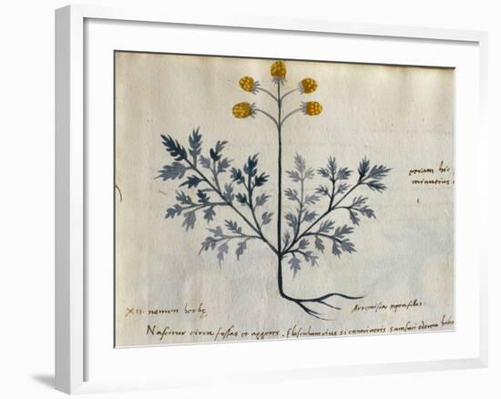 Cod. CCXXXVII Artemisia, Medicinal Plant from a 'Herbarium Apuleii Platonicii'-Italian-Framed Giclee Print