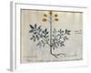 Cod. CCXXXVII Artemisia, Medicinal Plant from a 'Herbarium Apuleii Platonicii'-Italian-Framed Giclee Print