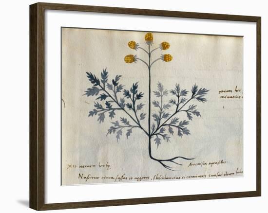 Cod. CCXXXVII Artemisia, Medicinal Plant from a 'Herbarium Apuleii Platonicii'-Italian-Framed Giclee Print