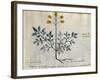 Cod. CCXXXVII Artemisia, Medicinal Plant from a 'Herbarium Apuleii Platonicii'-Italian-Framed Giclee Print