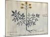 Cod. CCXXXVII Artemisia, Medicinal Plant from a 'Herbarium Apuleii Platonicii'-Italian-Mounted Giclee Print