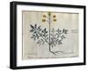 Cod. CCXXXVII Artemisia, Medicinal Plant from a 'Herbarium Apuleii Platonicii'-Italian-Framed Giclee Print