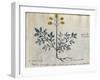 Cod. CCXXXVII Artemisia, Medicinal Plant from a 'Herbarium Apuleii Platonicii'-Italian-Framed Giclee Print