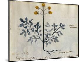 Cod. CCXXXVII Artemisia, Medicinal Plant from a 'Herbarium Apuleii Platonicii'-Italian-Mounted Giclee Print