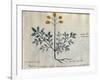 Cod. CCXXXVII Artemisia, Medicinal Plant from a 'Herbarium Apuleii Platonicii'-Italian-Framed Giclee Print