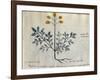 Cod. CCXXXVII Artemisia, Medicinal Plant from a 'Herbarium Apuleii Platonicii'-Italian-Framed Giclee Print