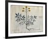 Cod. CCXXXVII Artemisia, Medicinal Plant from a 'Herbarium Apuleii Platonicii'-Italian-Framed Giclee Print