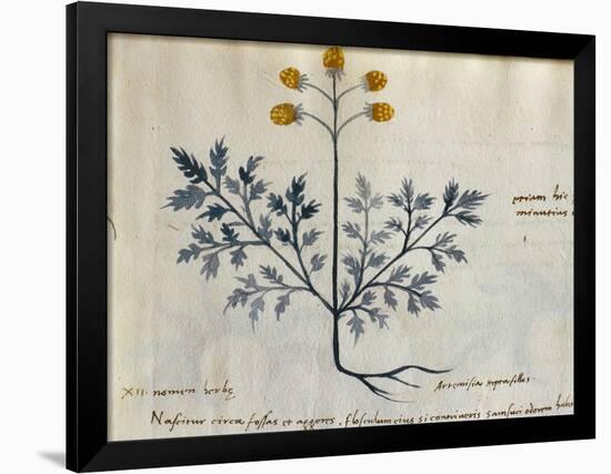 Cod. CCXXXVII Artemisia, Medicinal Plant from a 'Herbarium Apuleii Platonicii'-Italian-Framed Giclee Print