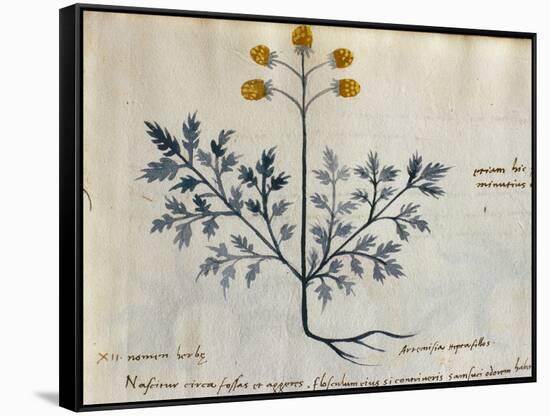 Cod. CCXXXVII Artemisia, Medicinal Plant from a 'Herbarium Apuleii Platonicii'-Italian-Framed Stretched Canvas