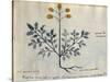 Cod. CCXXXVII Artemisia, Medicinal Plant from a 'Herbarium Apuleii Platonicii'-Italian-Stretched Canvas
