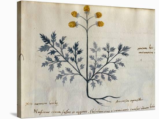 Cod. CCXXXVII Artemisia, Medicinal Plant from a 'Herbarium Apuleii Platonicii'-Italian-Stretched Canvas