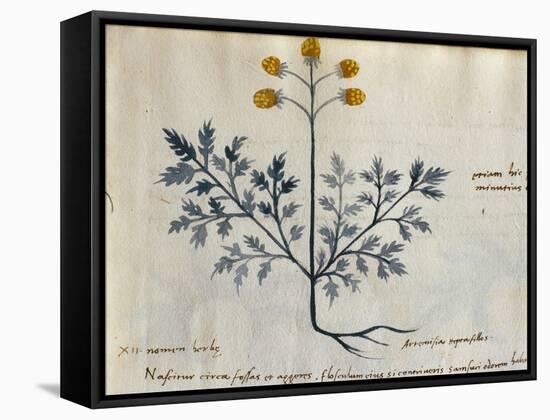 Cod. CCXXXVII Artemisia, Medicinal Plant from a 'Herbarium Apuleii Platonicii'-Italian-Framed Stretched Canvas