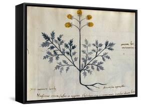 Cod. CCXXXVII Artemisia, Medicinal Plant from a 'Herbarium Apuleii Platonicii'-Italian-Framed Stretched Canvas