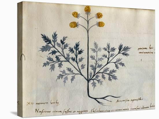 Cod. CCXXXVII Artemisia, Medicinal Plant from a 'Herbarium Apuleii Platonicii'-Italian-Stretched Canvas