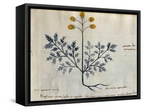 Cod. CCXXXVII Artemisia, Medicinal Plant from a 'Herbarium Apuleii Platonicii'-Italian-Framed Stretched Canvas