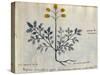 Cod. CCXXXVII Artemisia, Medicinal Plant from a 'Herbarium Apuleii Platonicii'-Italian-Stretched Canvas