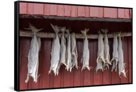 Cod drying on a wooden pole in Reine, Moskenesoy, the Lofoten Islands-Ellen Rooney-Framed Stretched Canvas