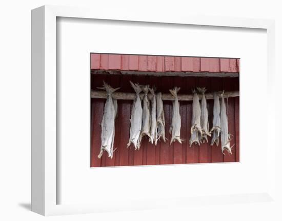 Cod drying on a wooden pole in Reine, Moskenesoy, the Lofoten Islands-Ellen Rooney-Framed Photographic Print