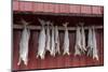 Cod drying on a wooden pole in Reine, Moskenesoy, the Lofoten Islands-Ellen Rooney-Mounted Photographic Print