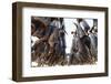 Cod Fish Drying, Hamnoy, Lofoten Islands, Arctic, Norway, Scandinavia-Sergio Pitamitz-Framed Photographic Print