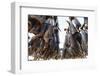 Cod Fish Drying, Hamnoy, Lofoten Islands, Arctic, Norway, Scandinavia-Sergio Pitamitz-Framed Photographic Print