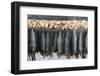 Cod Fish Drying, Hamnoy, Lofoten Islands, Arctic, Norway, Scandinavia-Sergio Pitamitz-Framed Photographic Print