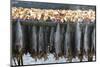 Cod Fish Drying, Hamnoy, Lofoten Islands, Arctic, Norway, Scandinavia-Sergio Pitamitz-Mounted Photographic Print