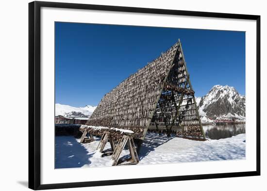 Cod Fish Drying, Svolvaer, Lofoten Islands, Nordland, Arctic, Norway, Scandinavia-Sergio Pitamitz-Framed Photographic Print