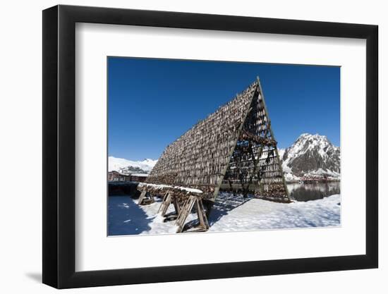 Cod Fish Drying, Svolvaer, Lofoten Islands, Nordland, Arctic, Norway, Scandinavia-Sergio Pitamitz-Framed Photographic Print