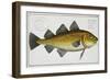 Cod Plate Lxiv from "Ichthyologie, Ou Histoire Naturelle Generale Et Particuliere Des Poissons"-Andreas-ludwig Kruger-Framed Giclee Print