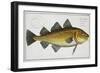 Cod Plate Lxiv from "Ichthyologie, Ou Histoire Naturelle Generale Et Particuliere Des Poissons"-Andreas-ludwig Kruger-Framed Giclee Print