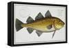 Cod Plate Lxiv from "Ichthyologie, Ou Histoire Naturelle Generale Et Particuliere Des Poissons"-Andreas-ludwig Kruger-Framed Stretched Canvas