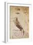 Codex on the Flight of Birds-Leonardo da Vinci-Framed Giclee Print