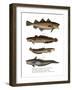 Codfish-null-Framed Giclee Print