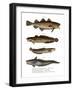 Codfish-null-Framed Giclee Print