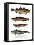 Codfish-null-Framed Stretched Canvas