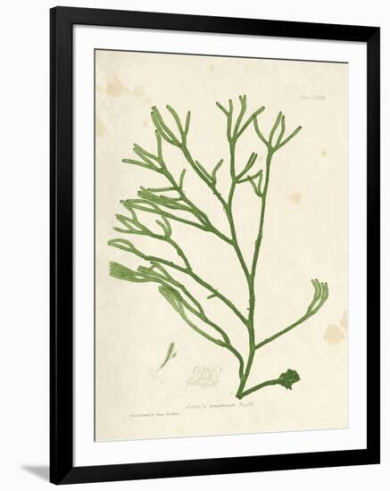 Codium tometosum-Henry Bradbury-Framed Giclee Print