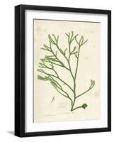 Codium tometosum-Henry Bradbury-Framed Giclee Print