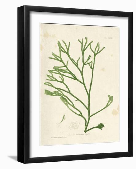 Codium tometosum-Henry Bradbury-Framed Giclee Print