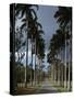 Codrington College, Barbados-null-Stretched Canvas