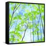 Codys Forest-Herb Dickinson-Framed Stretched Canvas