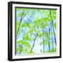 Codys Forest-Herb Dickinson-Framed Premium Photographic Print