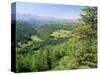 Coed Y Brennin Forest, Near Dolgellau, Snowdonia National Park, Gwynedd, Wales-Duncan Maxwell-Stretched Canvas