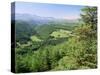 Coed Y Brennin Forest, Near Dolgellau, Snowdonia National Park, Gwynedd, Wales-Duncan Maxwell-Stretched Canvas